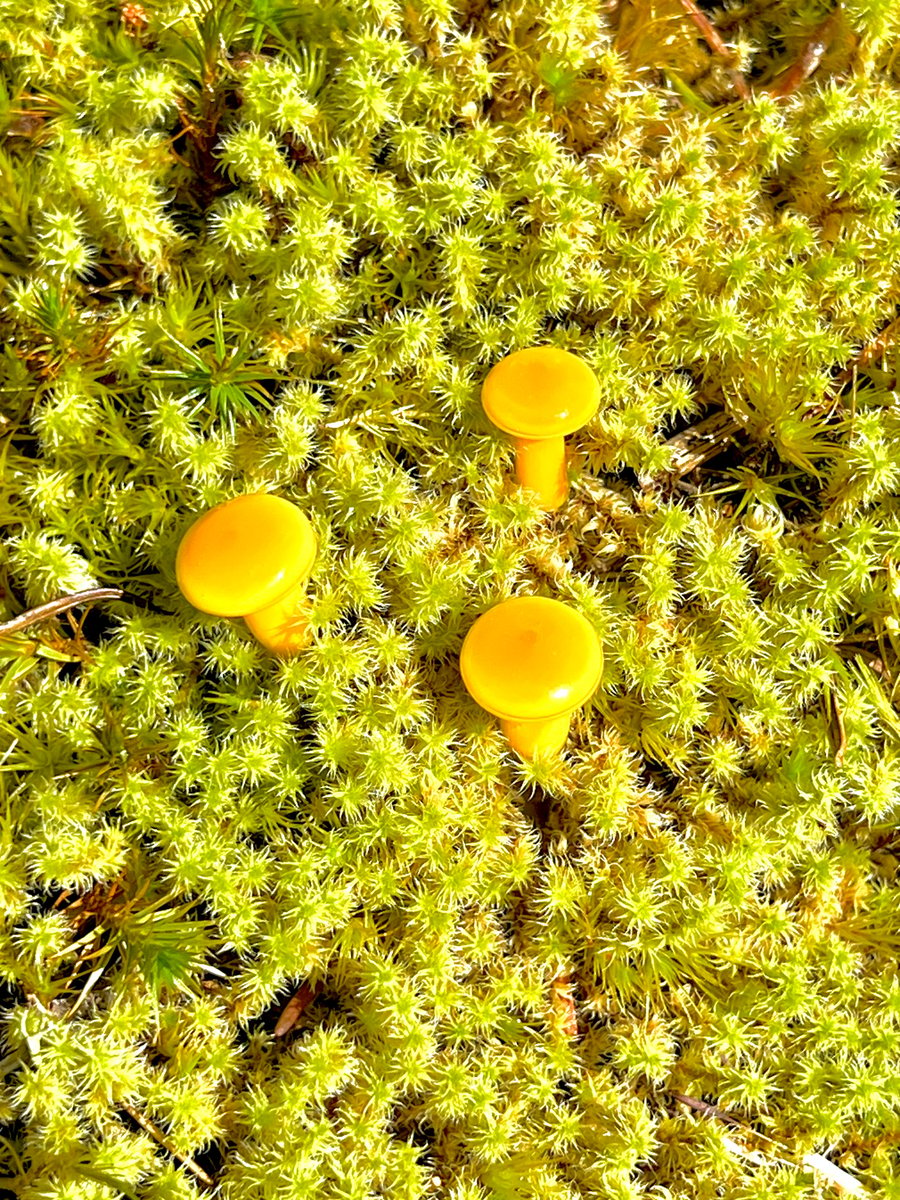 Image of 3 Yellow/orange Mushroom Plant Spikes