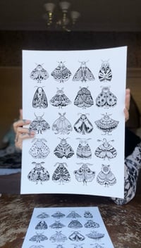 Image 4 of MOTH CHART A3