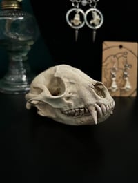 Image 2 of Raccoon Skull