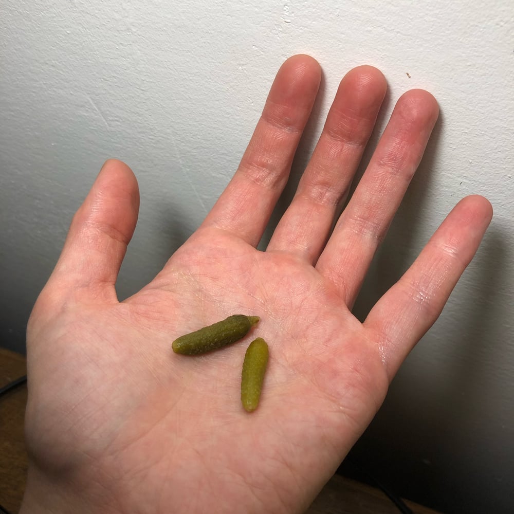 TINY cornichon (silver/bronze)