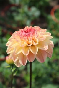 Image 2 of Florelie Toffee