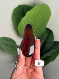 Image 8 of CHOOSE YOUR OWN HALF POLISHED BLUE SUMATRAN AMBER -INDONESIA- **UV REACTIVE**