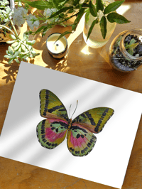 Image 2 of Euphaedra Watercolor Illustration PRINT