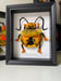 Image of Gold-tipped Spotted Solar Beetle