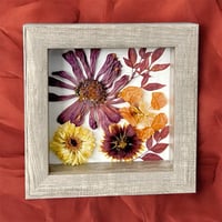 Image 5 of Zinnia, Calendula, Indian Blanket And Nasturtium Wildflowers In 6" X 6" Shadow Box (Item# 202212S)