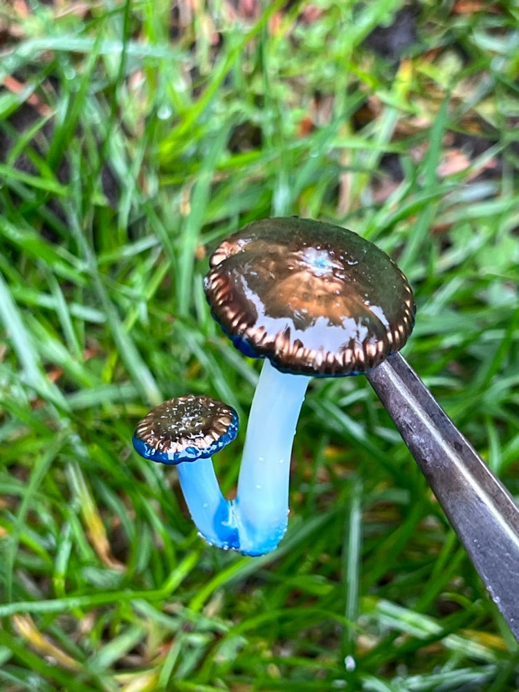 Image of Double Wavy Blue Staining Mushroom Pendant