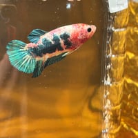 Image of Tiger Koi Blue Red Gold Galaxy HMPK Male