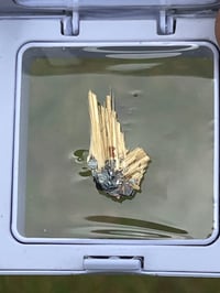 Image 2 of Golden Rutile & Hematite Star Specimen|Brazil #3054