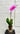 Phalaenopsis Orchid   “Magenta”