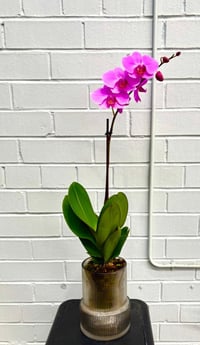 Image 1 of Phalaenopsis Orchid   “Magenta”