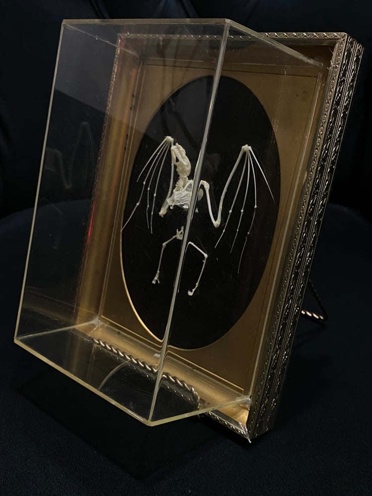 Image of Bat Skeleton 