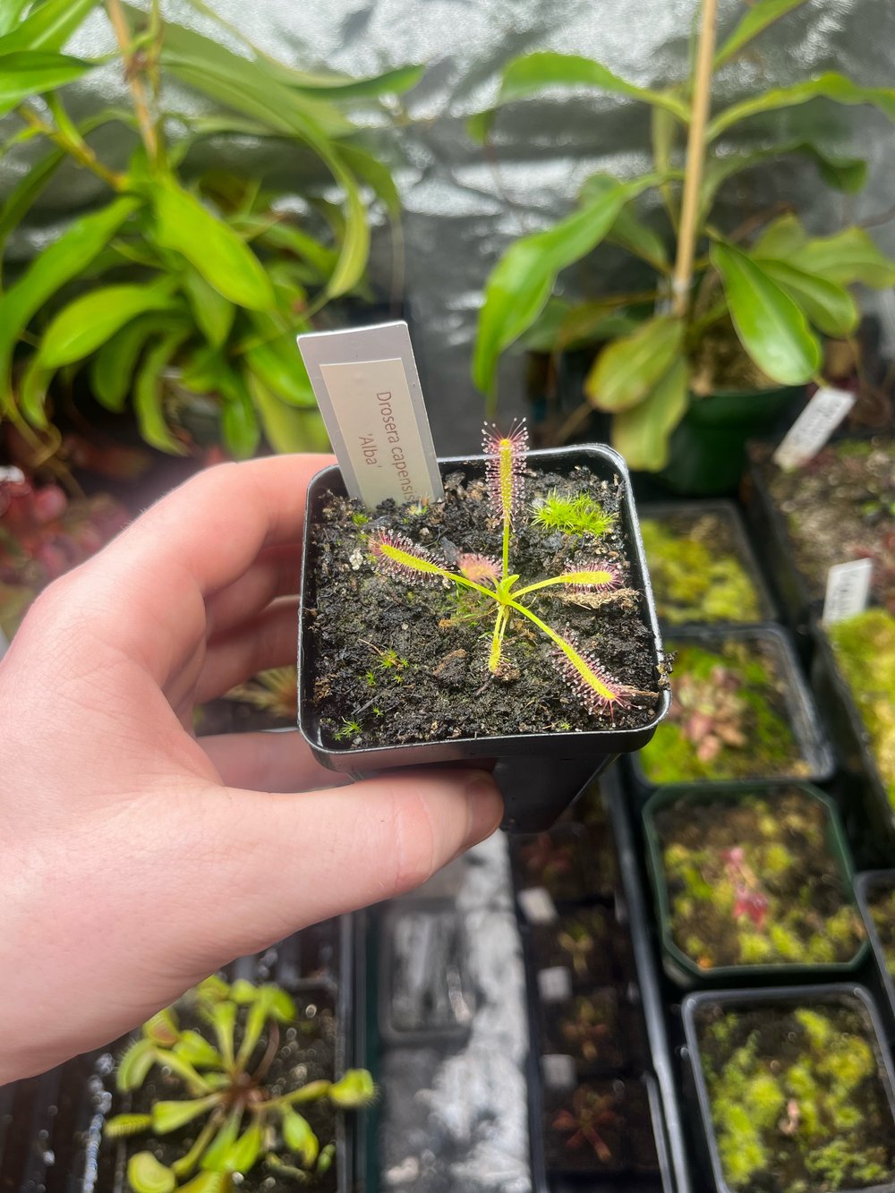 Drosera capensis 'Alba'