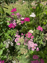 Image 1 of Achillea Summer Berries mix - bare root