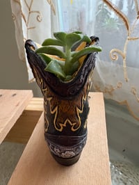 Image 5 of Ghost Echeveria in Cowboy Boot 