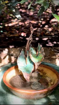 Image 5 of …….💧🕊️Grace🍃…….