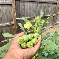 Image 3 of Okra Clemson Spineless