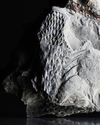 Image 1 of Bold