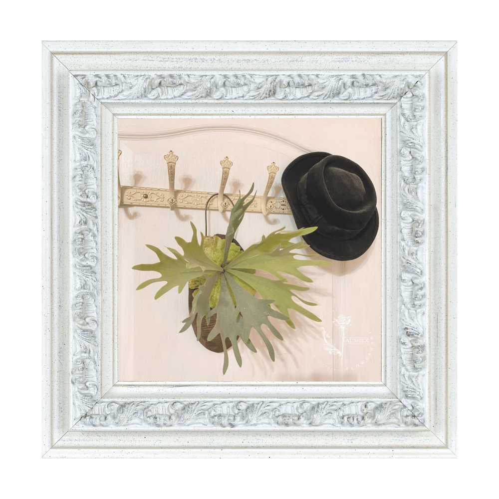 Image of Staghorn Ferns Living Wall Display