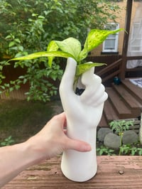 Image 4 of White Hand Gripping Dumb Cane Dieffenbachia