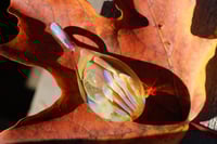 Image 2 of Mushroom Cluster~