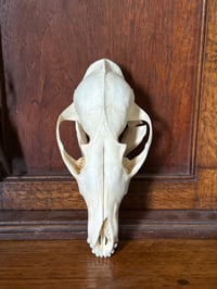 Image 1 of trans-baikal red fox 2