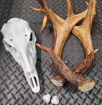 Image 1 of Deer Skull Antler Mount 8 inches