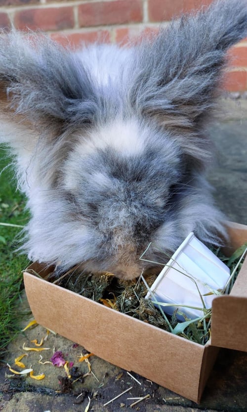 Image of Healthy munchy treat bunny burger