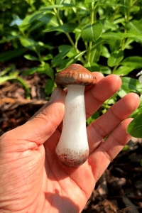 Image 2 of Mushroom spoo 