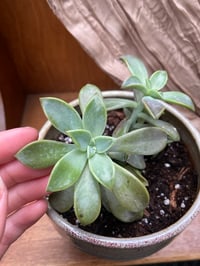 Image 2 of Ghost Echeveria in Aztec Tan Glazed Pot