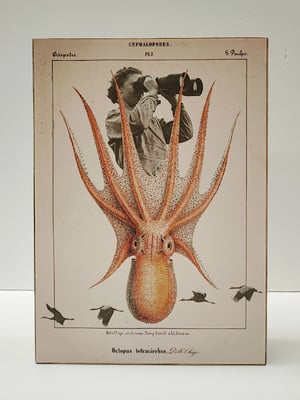 Image of Exploradora