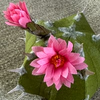 Image 3 of Cactus 