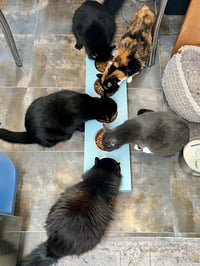 Image 3 of Elevated Cat Feeder (Whisker Friendly, Stainless Bowls)