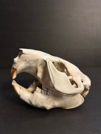 Image 4 of Beaver Skull