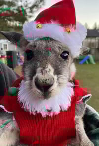 Image 4 of Magical Christmas animal experience with a holiday princess! Snow, music, farm and exotic animals. 