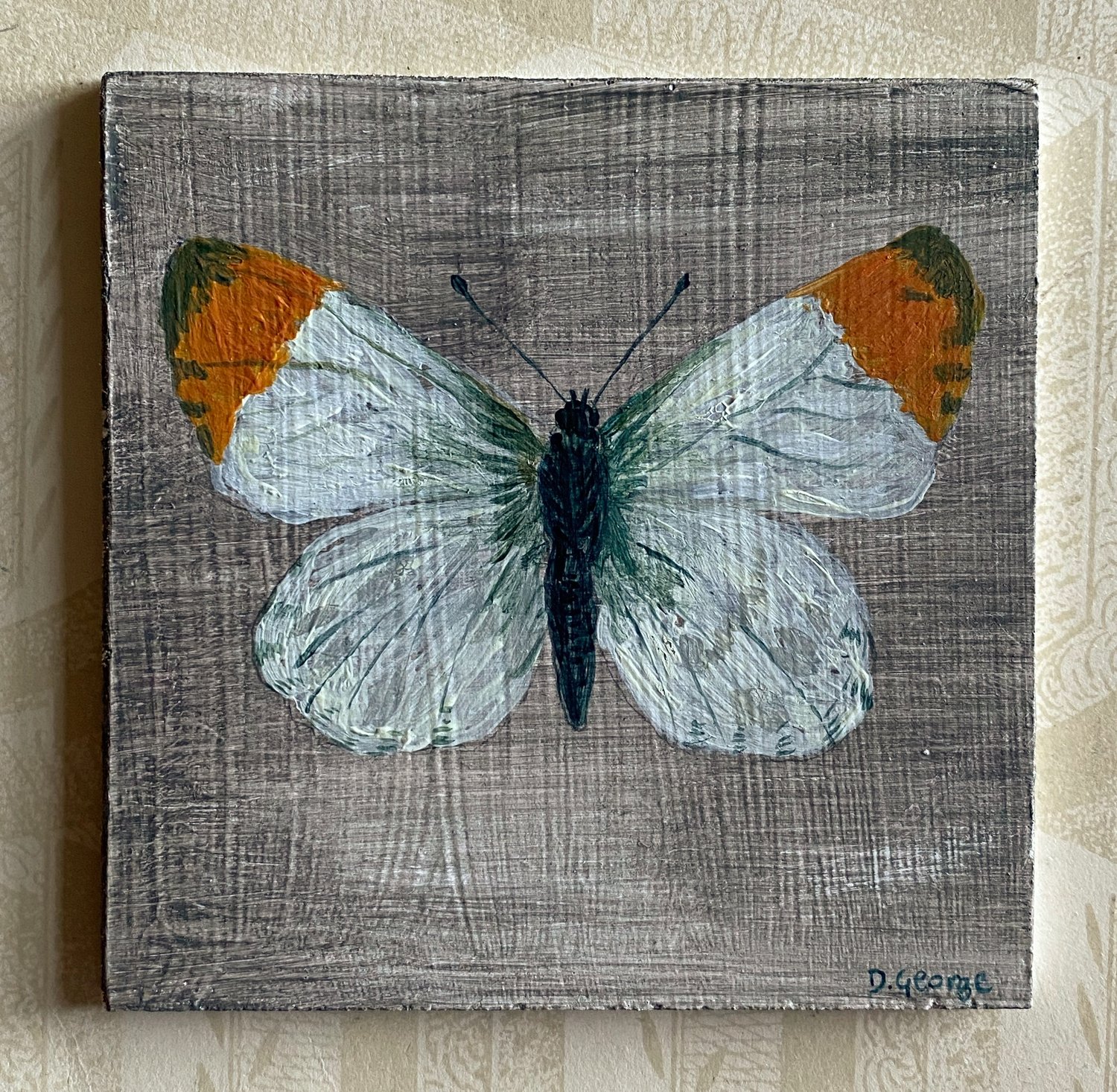 Image of Orange Tip butterfly 
