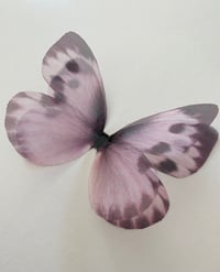 Image 2 of Sassy (Larger single butterfly)