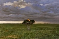 Image 1 of Testamentum