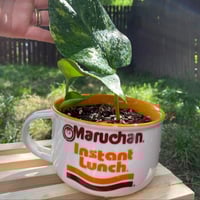 Marbled Golden Pothos in Maruchan Instant Lunch Soup Mug