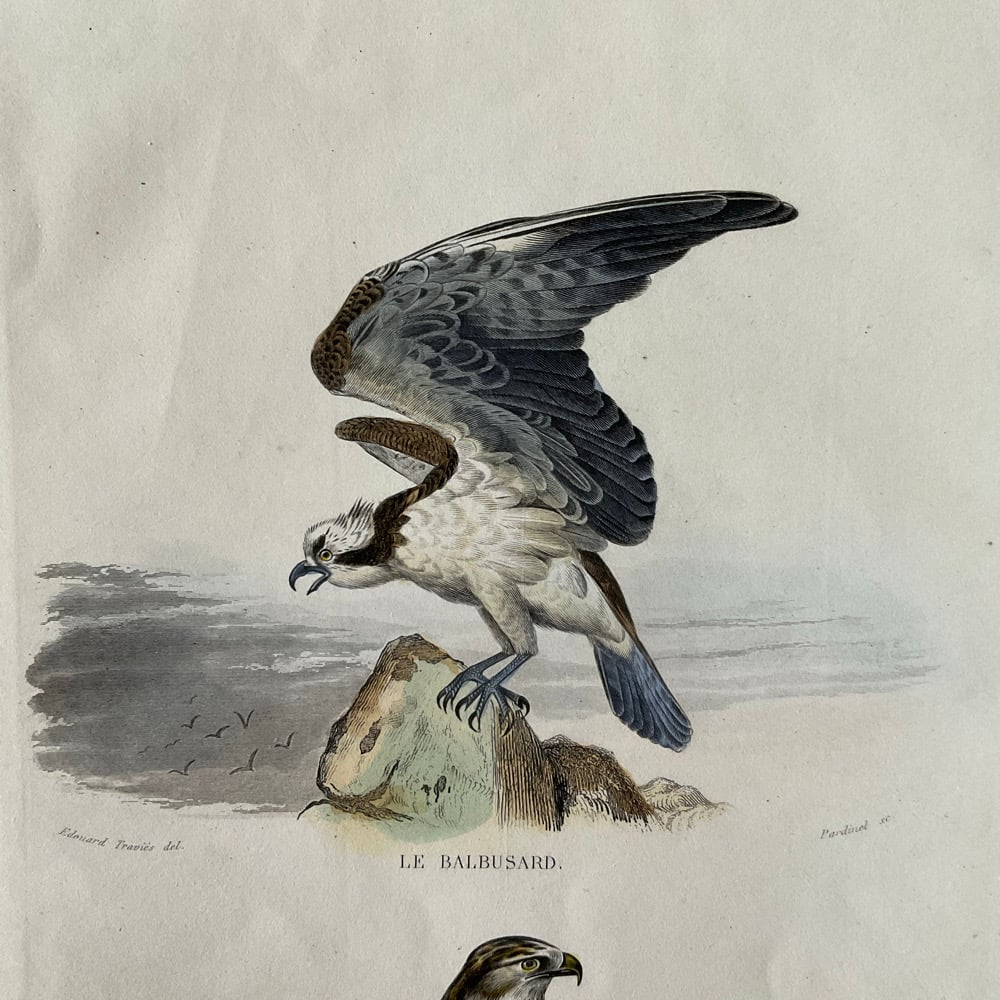 Image of Birds Of Prey