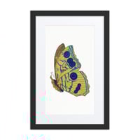 Image 4 of Framed poster of Butterfly