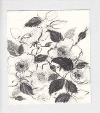 Botanical sketch no. 4