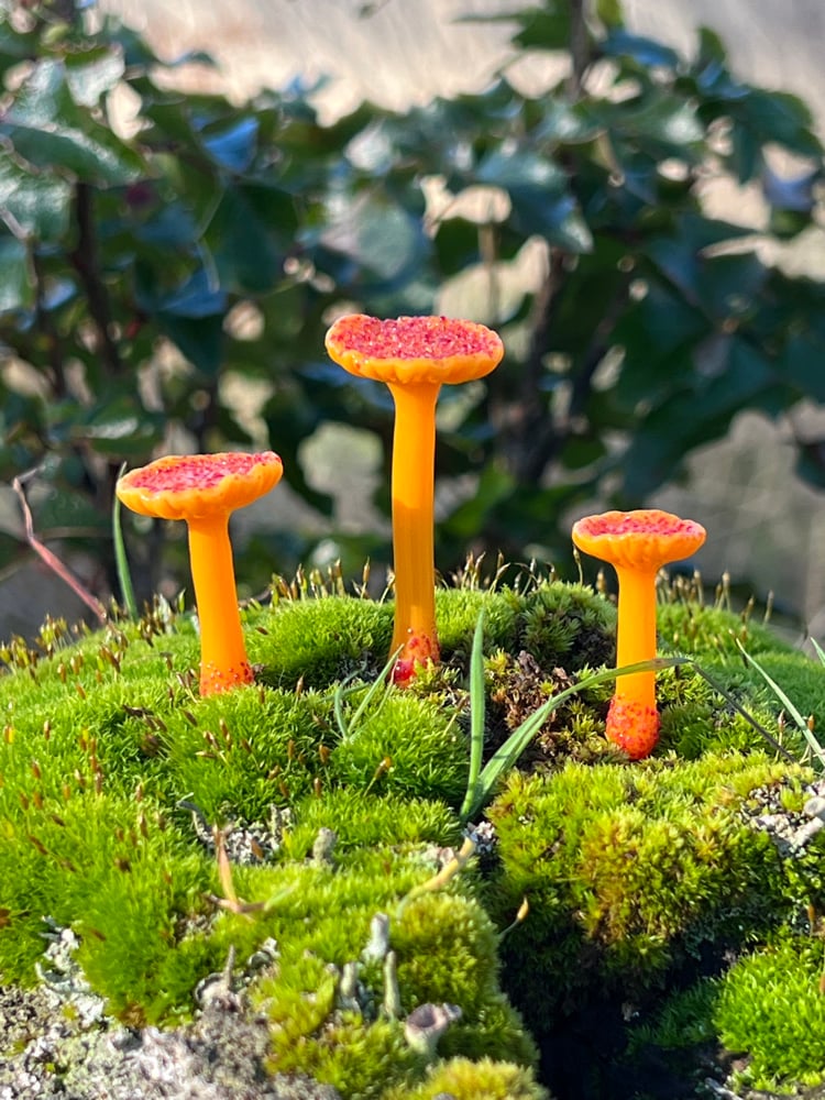 Image of 3 Orange Trumpet Mushroom Plant Spikes