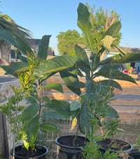 Loquat