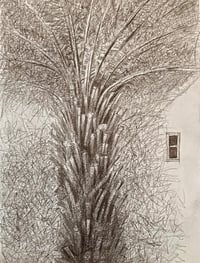 Image 1 of Tree Fern by Noel Betowski