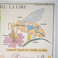 Image 14 of Grandes affiches scolaires anciennes