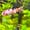 Image of Monkey Face Multicolour Koi Female Plakat