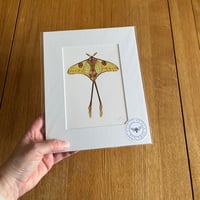 Image 5 of Various 10x8 Colour Moth Giclee Prints