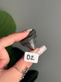 Image 15 of SMALL MEGALODON TEETH -SOUTH CAROLINA- CHOOSE YOUR OWN LOT 2 