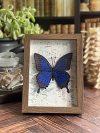 Image 1 of Faux Entomology Mounts - Blue Emperor Butterfly