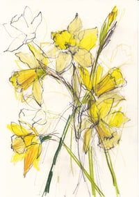 Daffodils no. 6